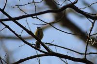 Cyanistes caeruleus