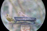 Chloris chloris