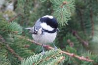 Periparus ater