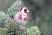 Carduelis carduelis