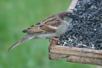 Passer domesticus