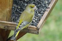 Chloris chloris