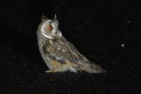 Asio otus