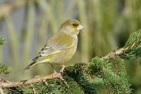 Chloris chloris