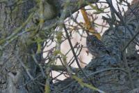 Athene noctua