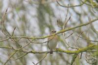 Fringilla montifringilla