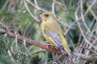 Chloris chloris