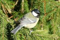 Parus major