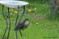Accipiter nisus