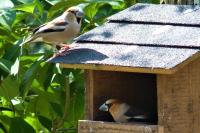 Coccothraustes coccothraustes