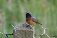 Phoenicurus phoenicurus