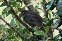 Turdus merula