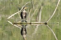 Phalacrocorax carbo