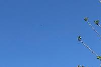 Buteo buteo