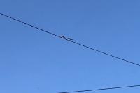 Hirundo rustica