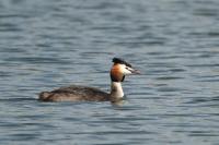 Podiceps cristatus