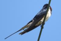 Hirundo rustica