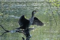 Phalacrocorax carbo