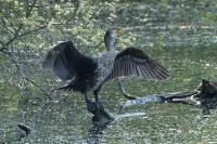 Phalacrocorax carbo