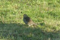 Turdus philomelos