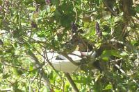 Coccothraustes coccothraustes
