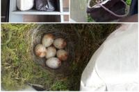 Erithacus rubecula