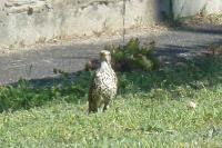 Turdus viscivorus