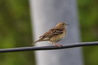 Anthus trivialis