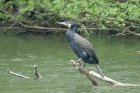 Phalacrocorax carbo