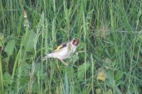 Carduelis carduelis