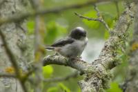 Aegithalos caudatus