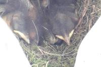 Erithacus rubecula