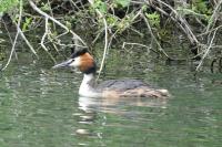 Podiceps cristatus