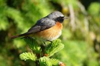 Phoenicurus phoenicurus