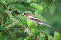 Fringilla coelebs