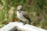 Muscicapa striata