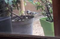 Parus major