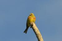 Emberiza cirlus