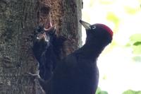 Dryocopus martius