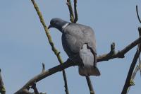 Columba palumbus