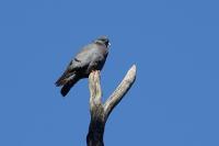 Columba oenas