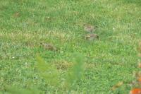 Chloris chloris