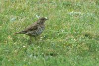 Turdus philomelos