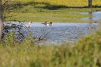 Branta canadensis