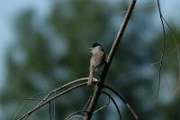 Sylvia atricapilla