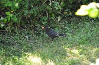 Turdus merula
