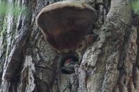 Dendrocopos major