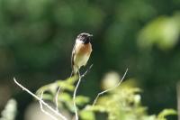 Saxicola rubicola