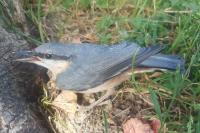 Sitta europaea