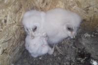 Tyto alba